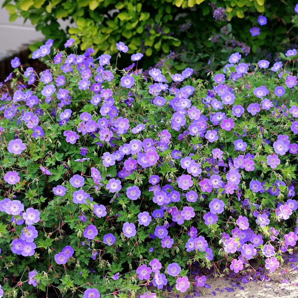 <i>Geranium</i> <b class=small-caps>Rozanne</b> ('Gerwat') (PBR)
