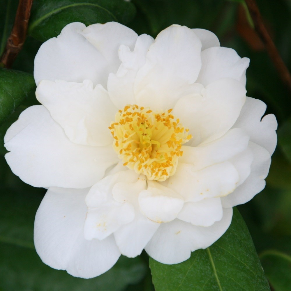 <i>Camellia japonica</i> 'Silver Anniversary'