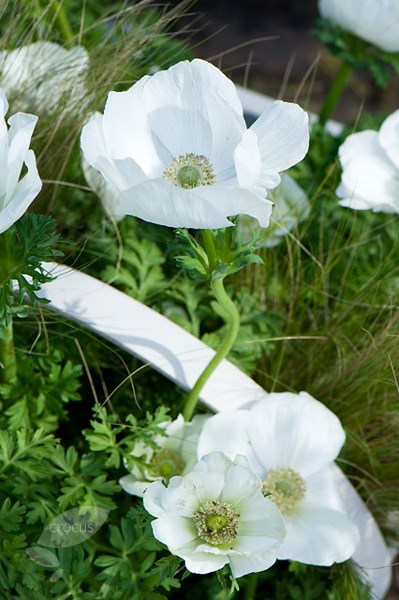 <i>Anemone coronaria</i> (De Caen Group) 'Die Braut'
