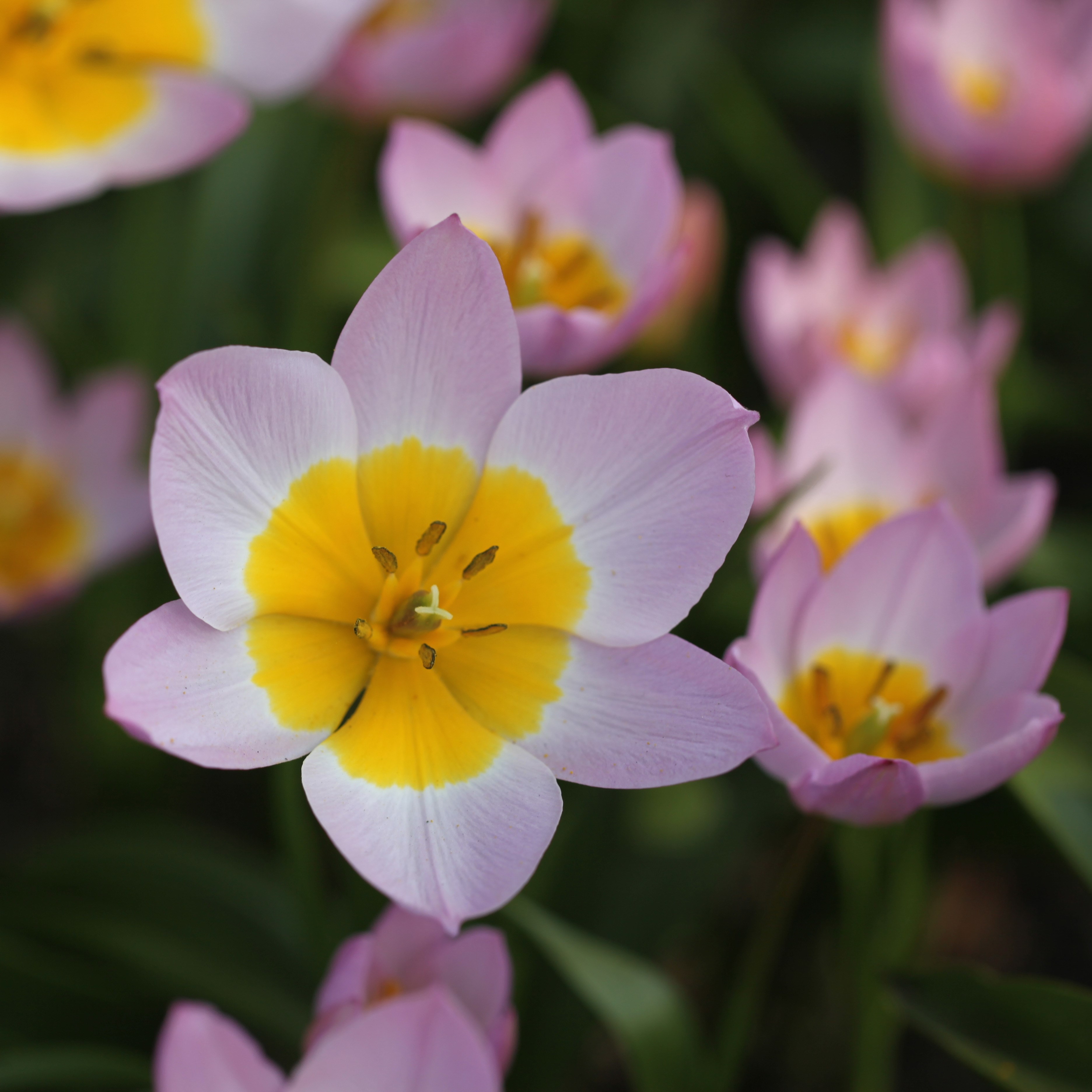 <I>Tulipa saxatilis</i> (Bakeri Group) 'Lilac Wonder'