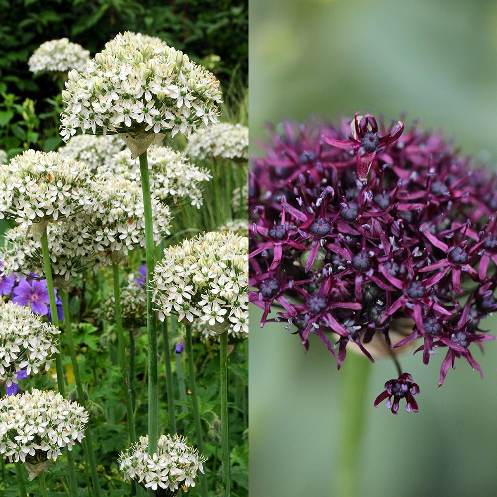 Chelsea jewelled allium collection