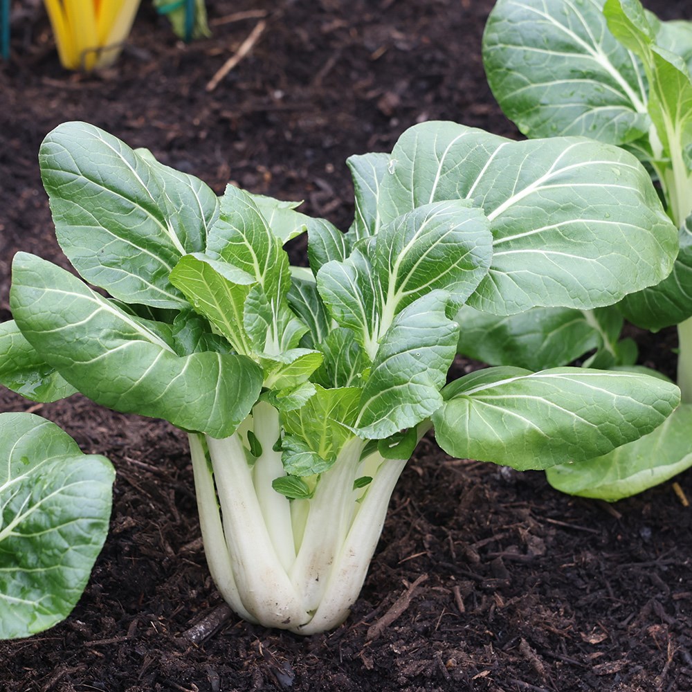 pak choi 'Joi Choi' F1