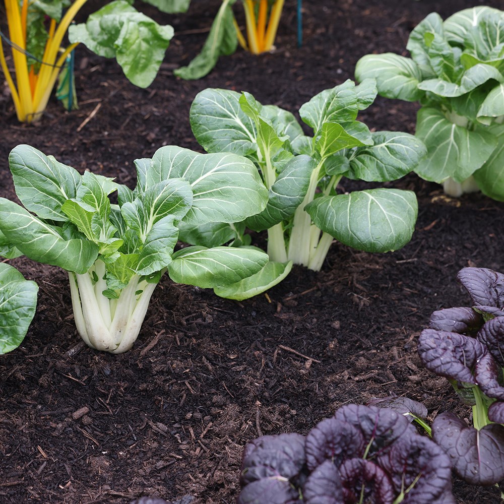 pak choi 'Joi Choi' F1