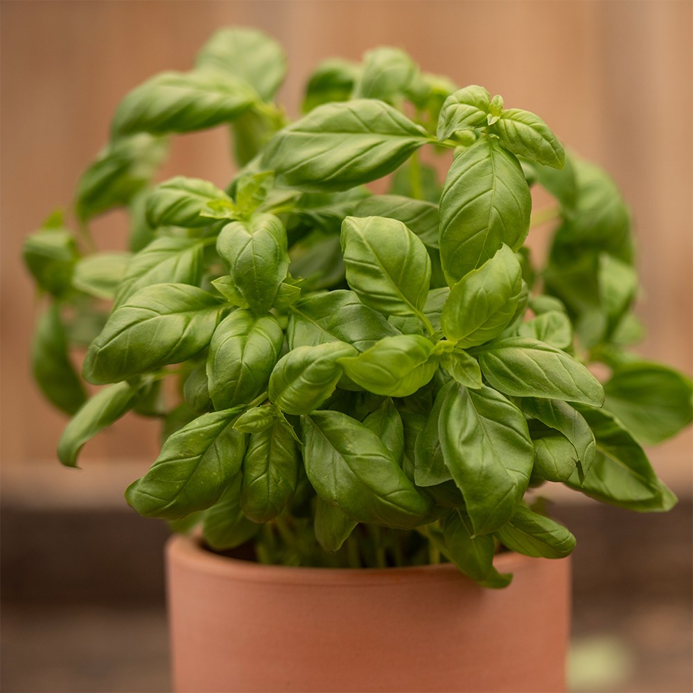 basil 'Sweet'
