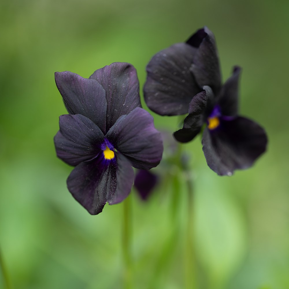 <i>Viola</i> 'Molly Sanderson'