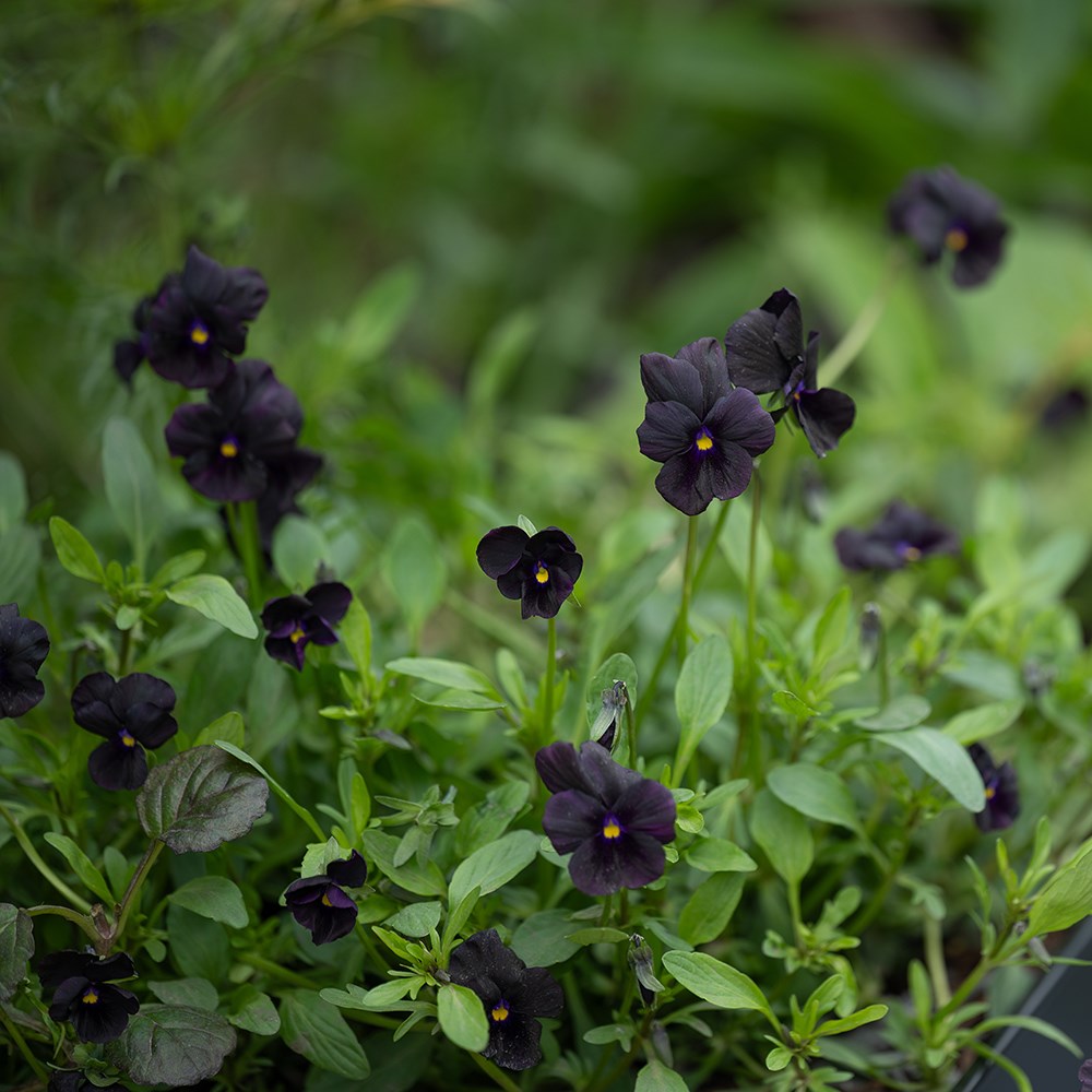 <i>Viola</i> 'Molly Sanderson'