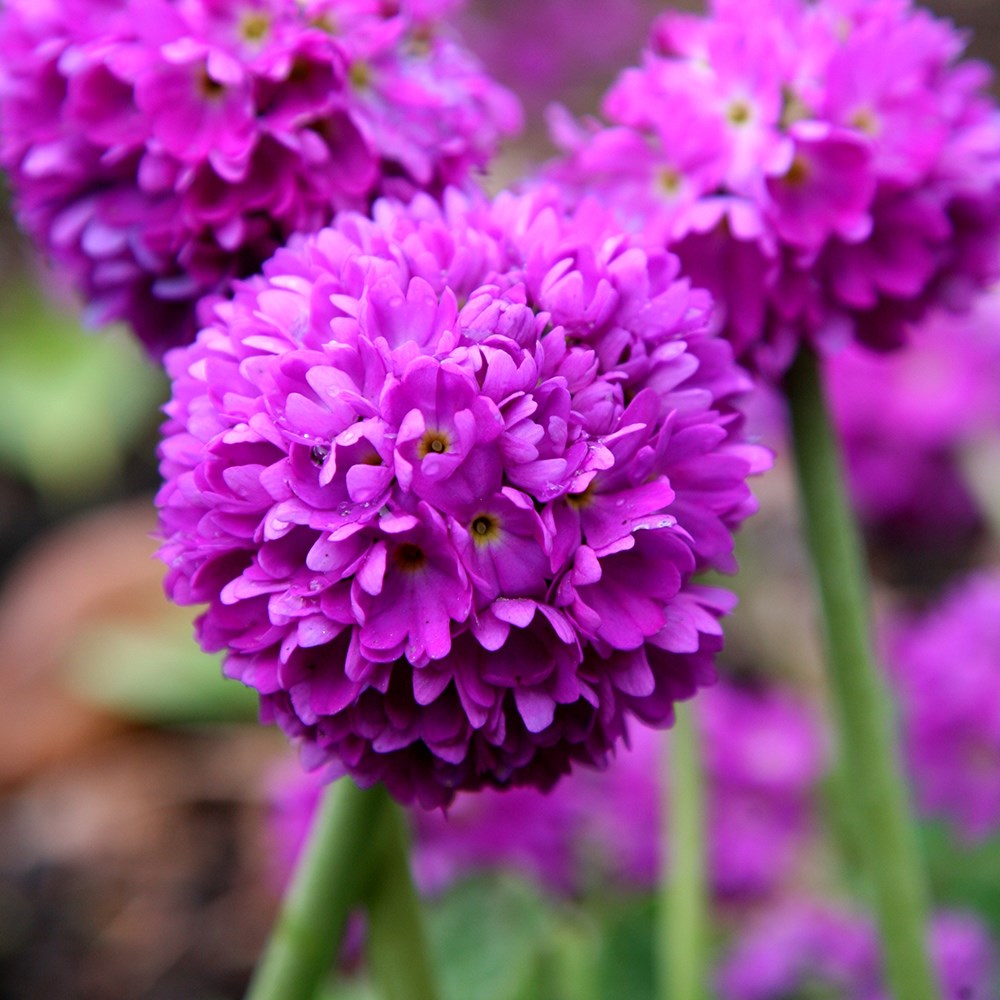 <i>Primula denticulata</i> 