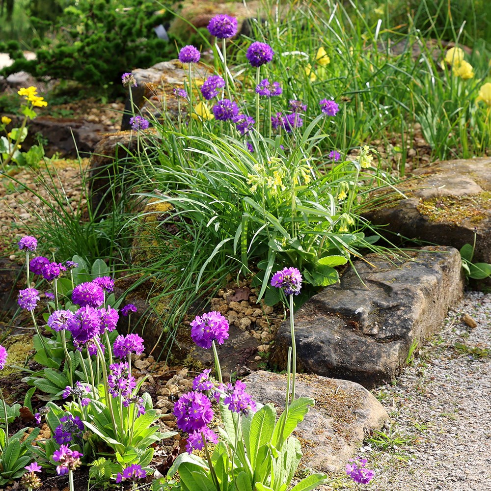 <i>Primula denticulata</i> 