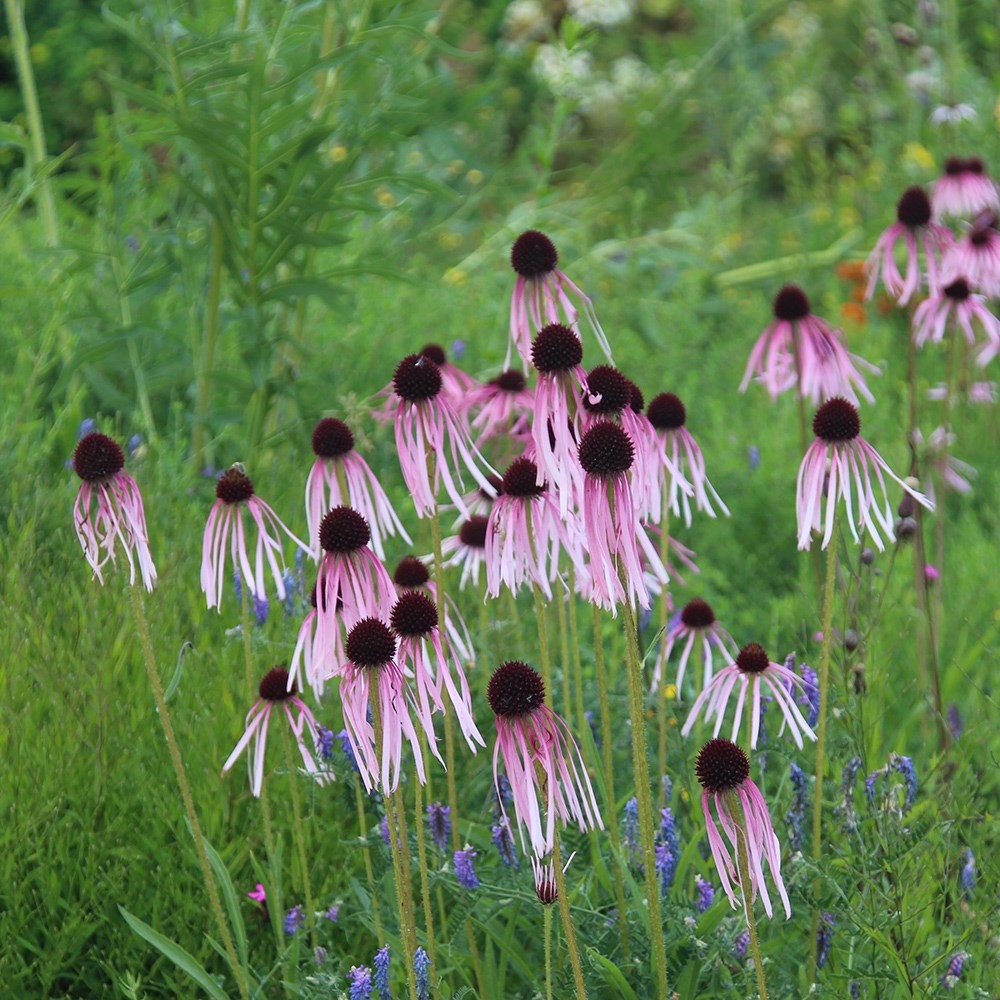 <i>Echinacea pallida</i> 