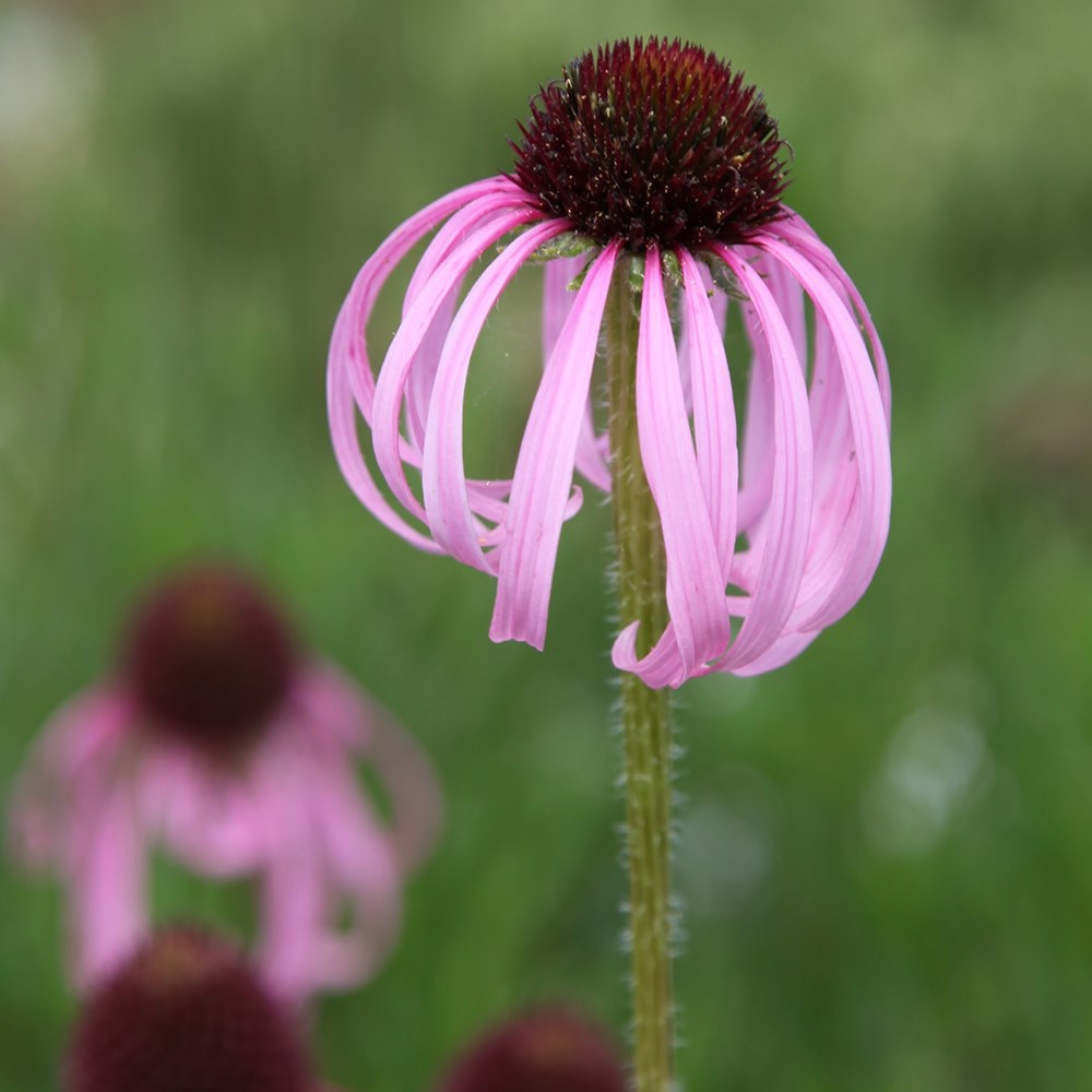 <i>Echinacea pallida</i> 