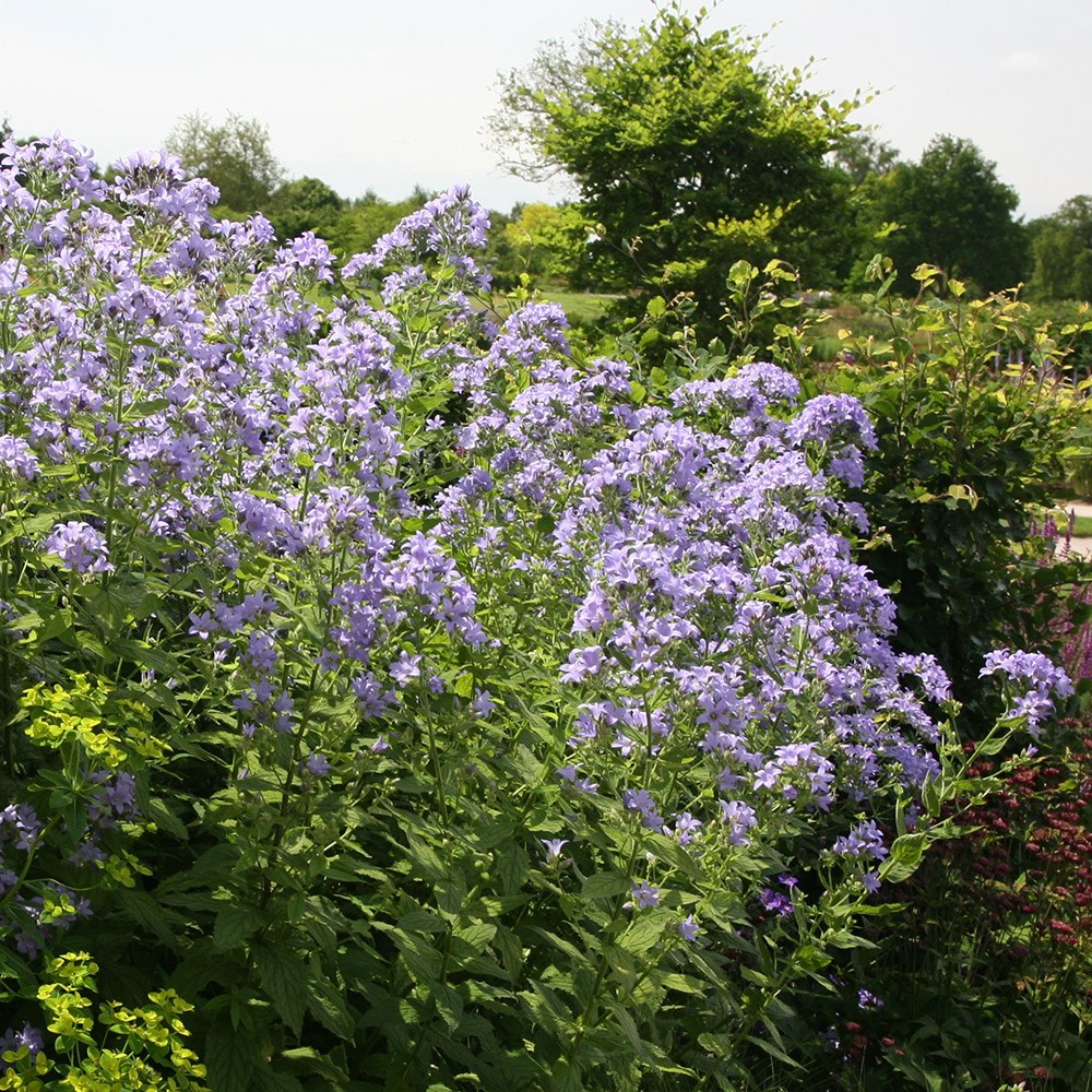 <i>Campanula lactiflora</i> 'Prichard's Variety'