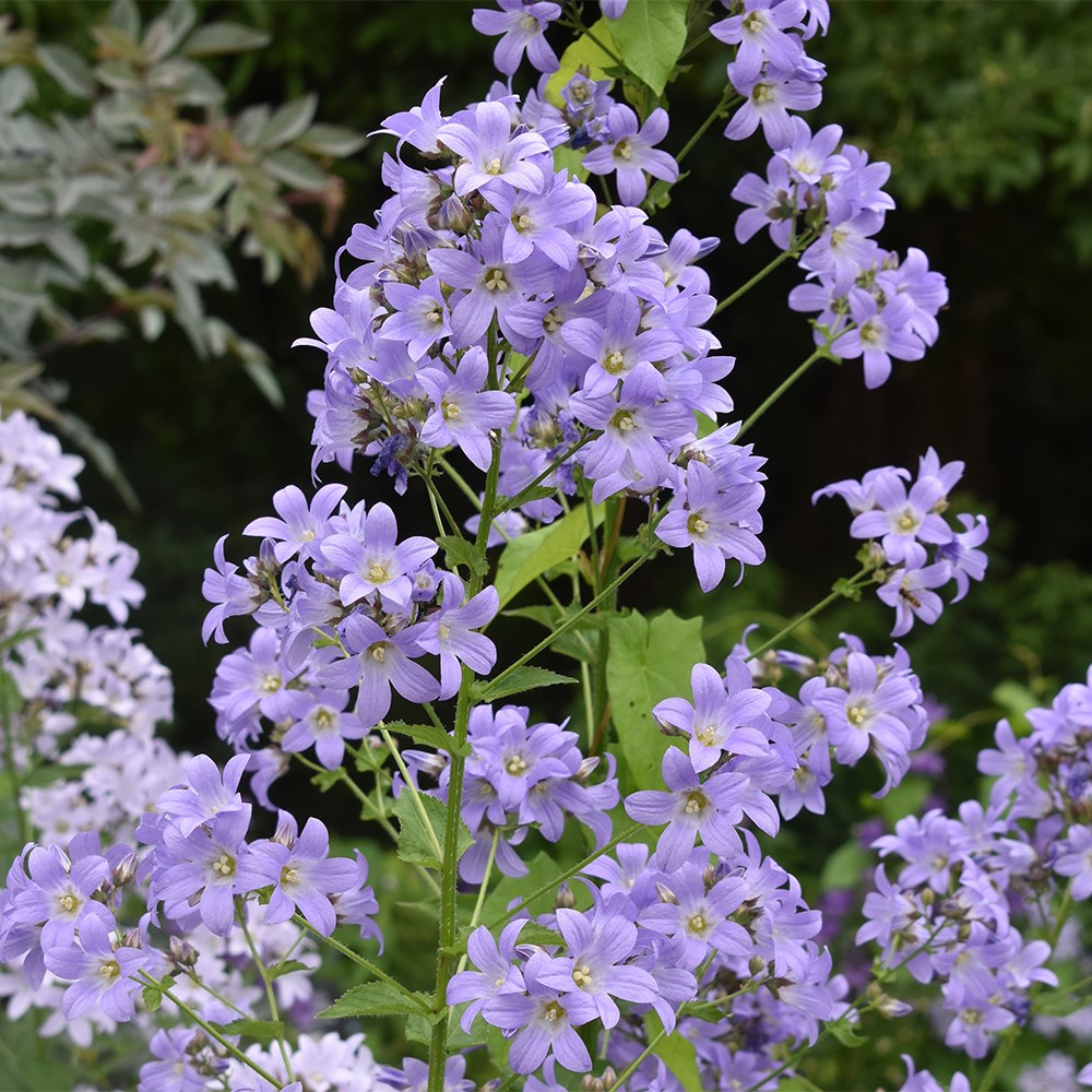 <i>Campanula lactiflora</i> 'Prichard's Variety'