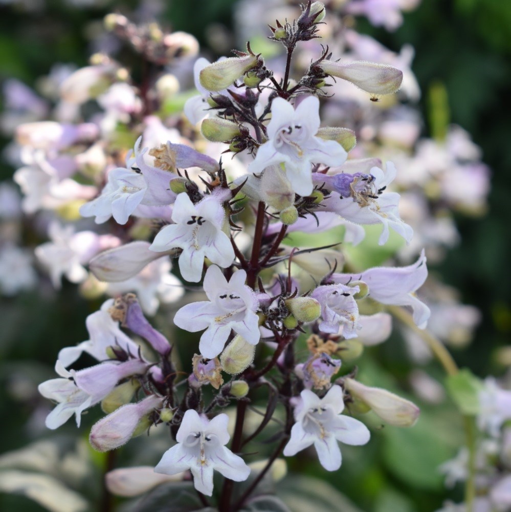 <i>Penstemon digitalis</i> 'Husker Red'