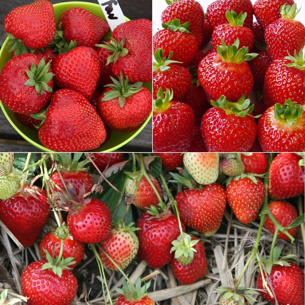 Summer & autumn fruiting strawberry collection