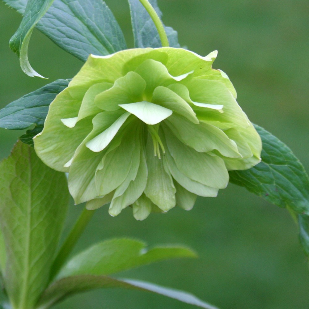 <i>Helleborus</i> × <i>hybridus</i> Harvington double lime-green