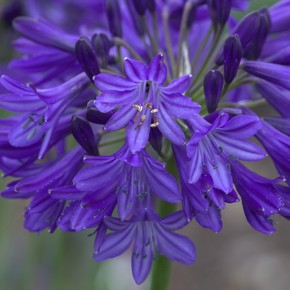 <I>Agapanthus</i> 'Northern Star' (PBR)