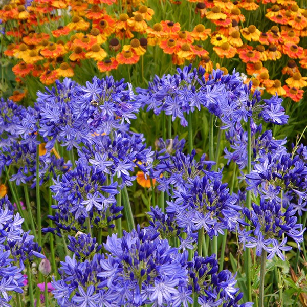<I>Agapanthus</i> 'Northern Star' (PBR)