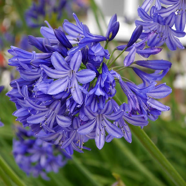 <I>Agapanthus</i> 'Northern Star' (PBR)