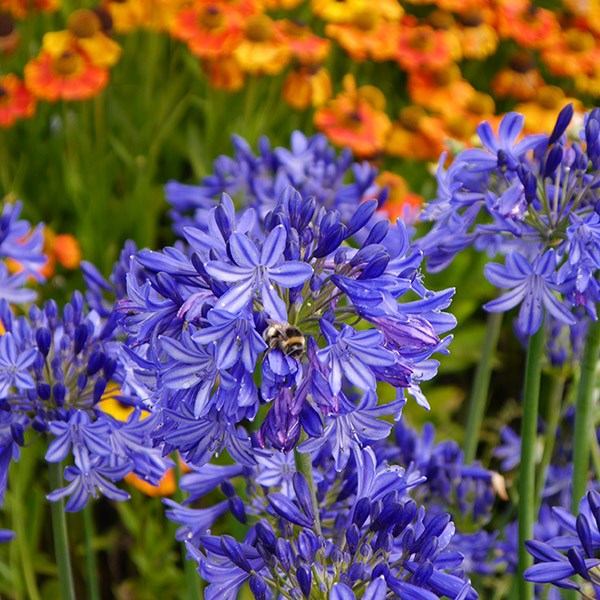 <I>Agapanthus</i> 'Northern Star' (PBR)