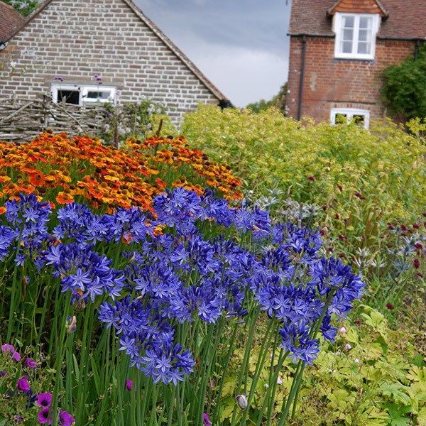 <I>Agapanthus</i> 'Northern Star' (PBR)