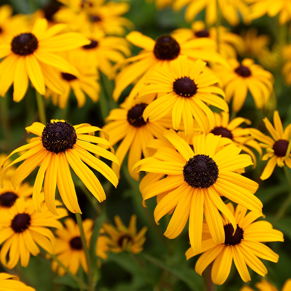 <i>Rudbeckia fulgida</i> 'Early Bird Gold'