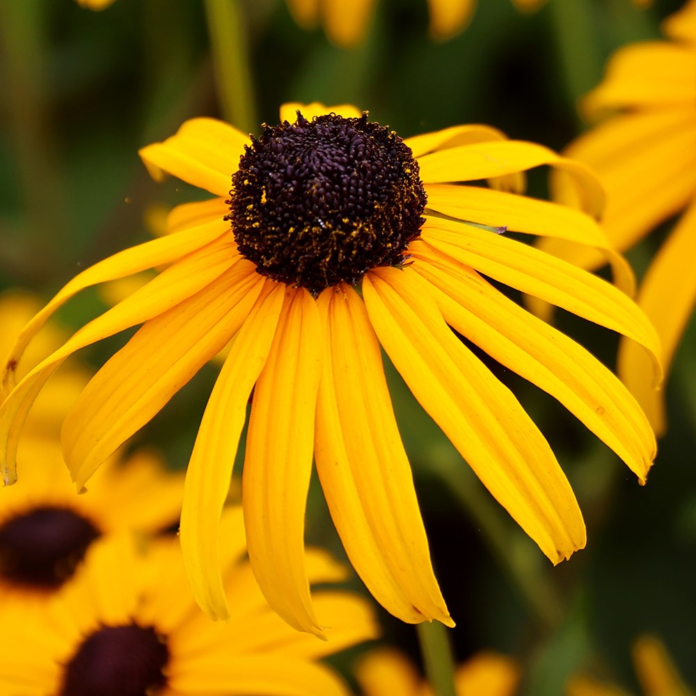 <i>Rudbeckia fulgida</i> 'Early Bird Gold'