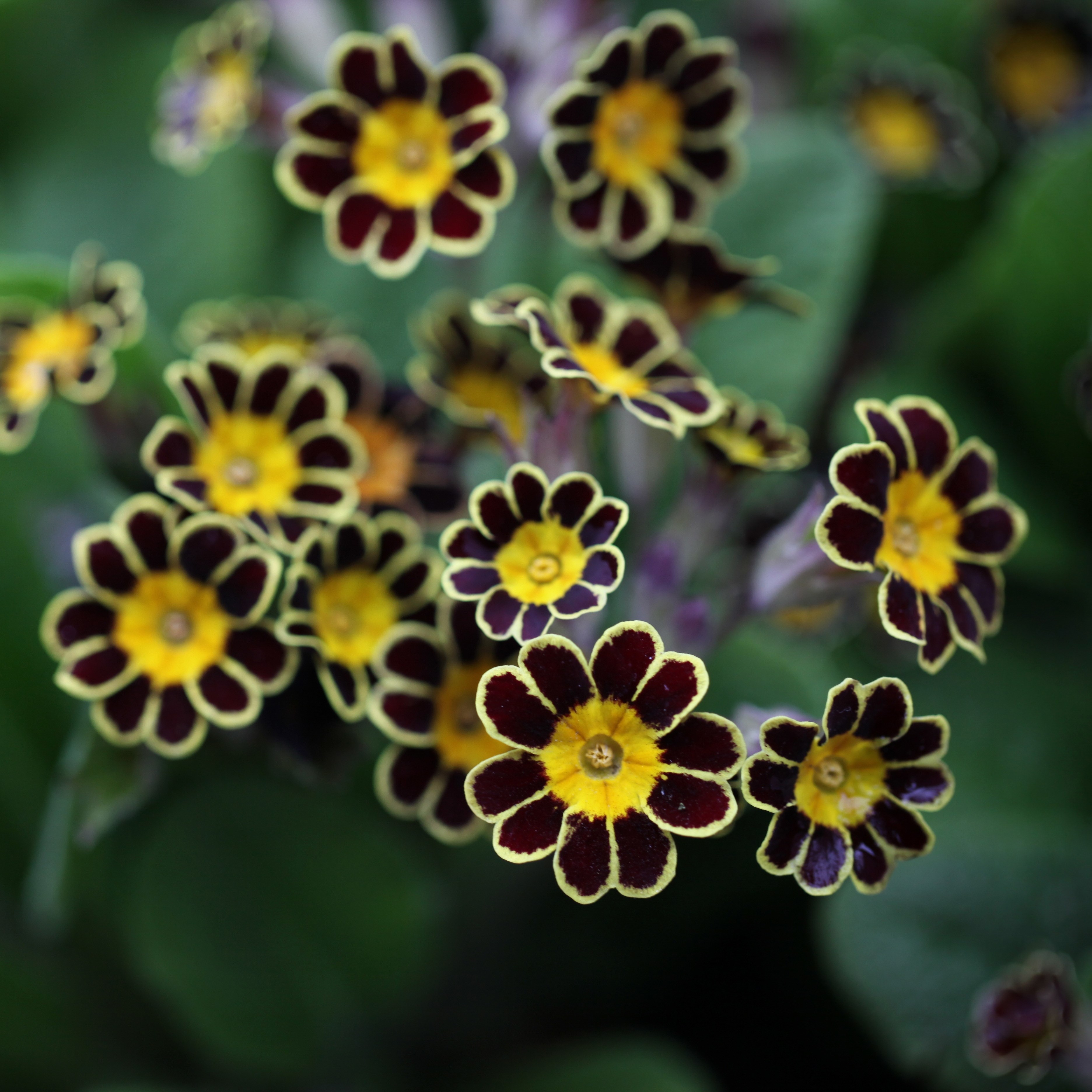 <i>Primula</i> Gold-laced Group