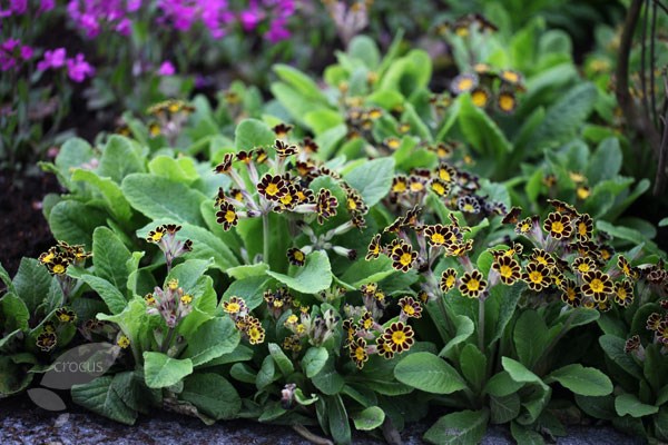 <i>Primula</i> Gold-laced Group