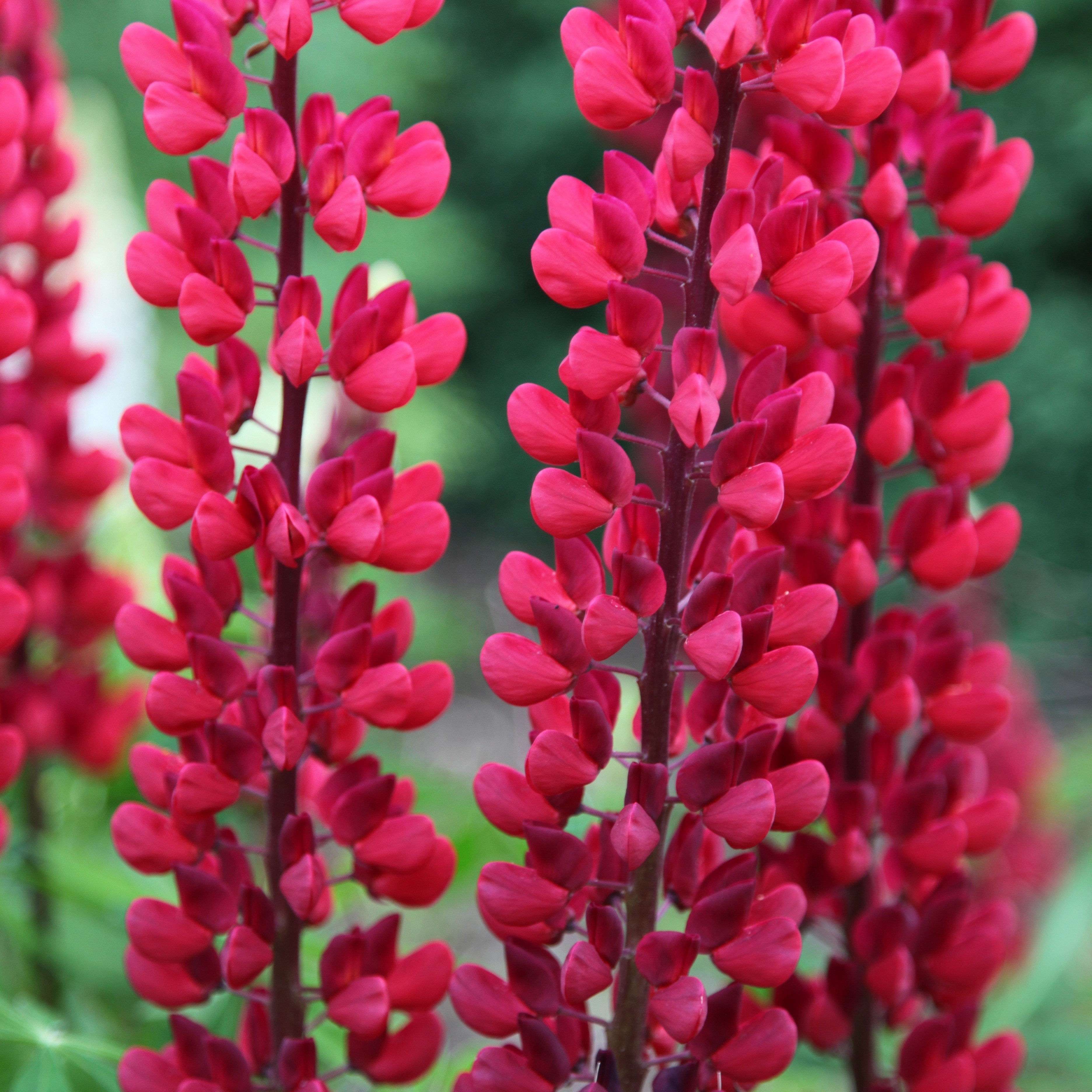 <I>Lupinus</I> 'The Page' (Band of Nobles Series)