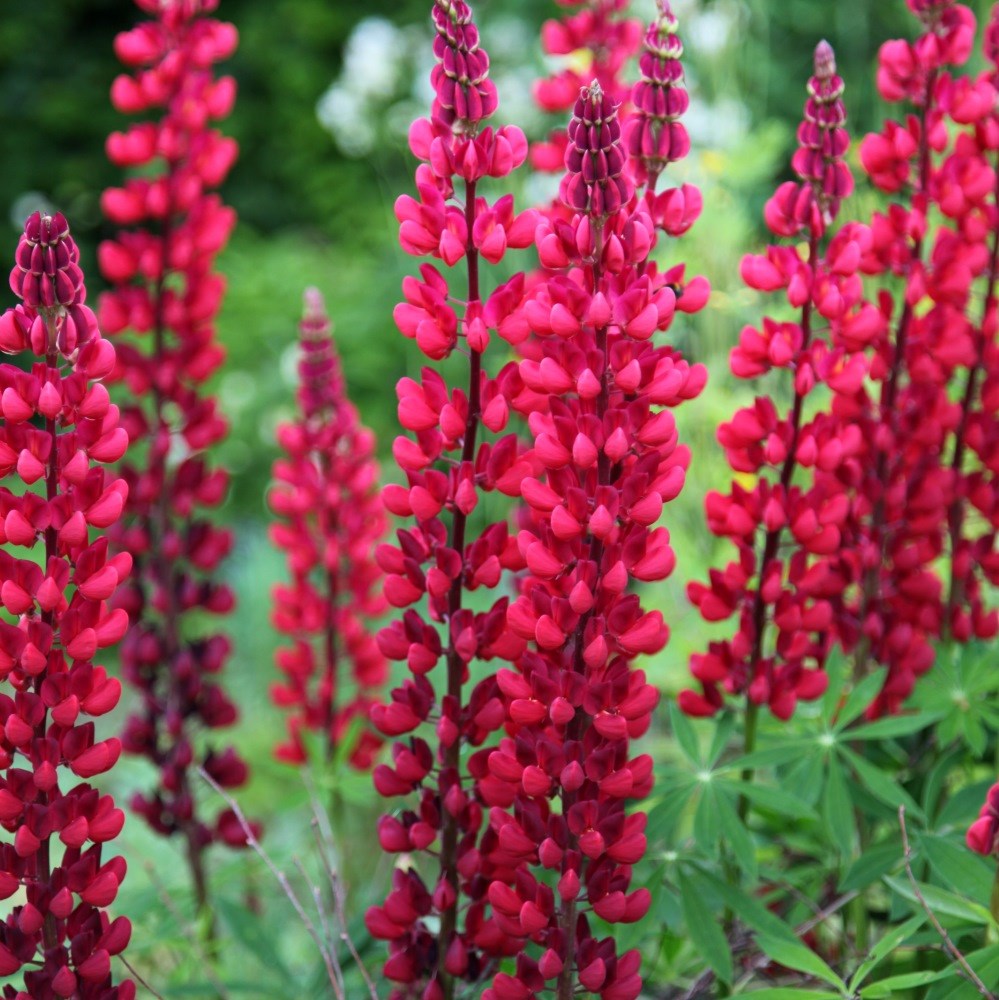 <I>Lupinus</I> 'The Page' (Band of Nobles Series)