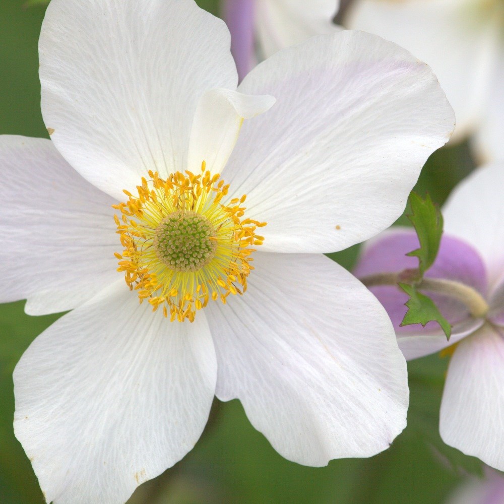 <i>Anemone</i> <b class=small-caps>Wild Swan</b> ('Macane001') (PBR)