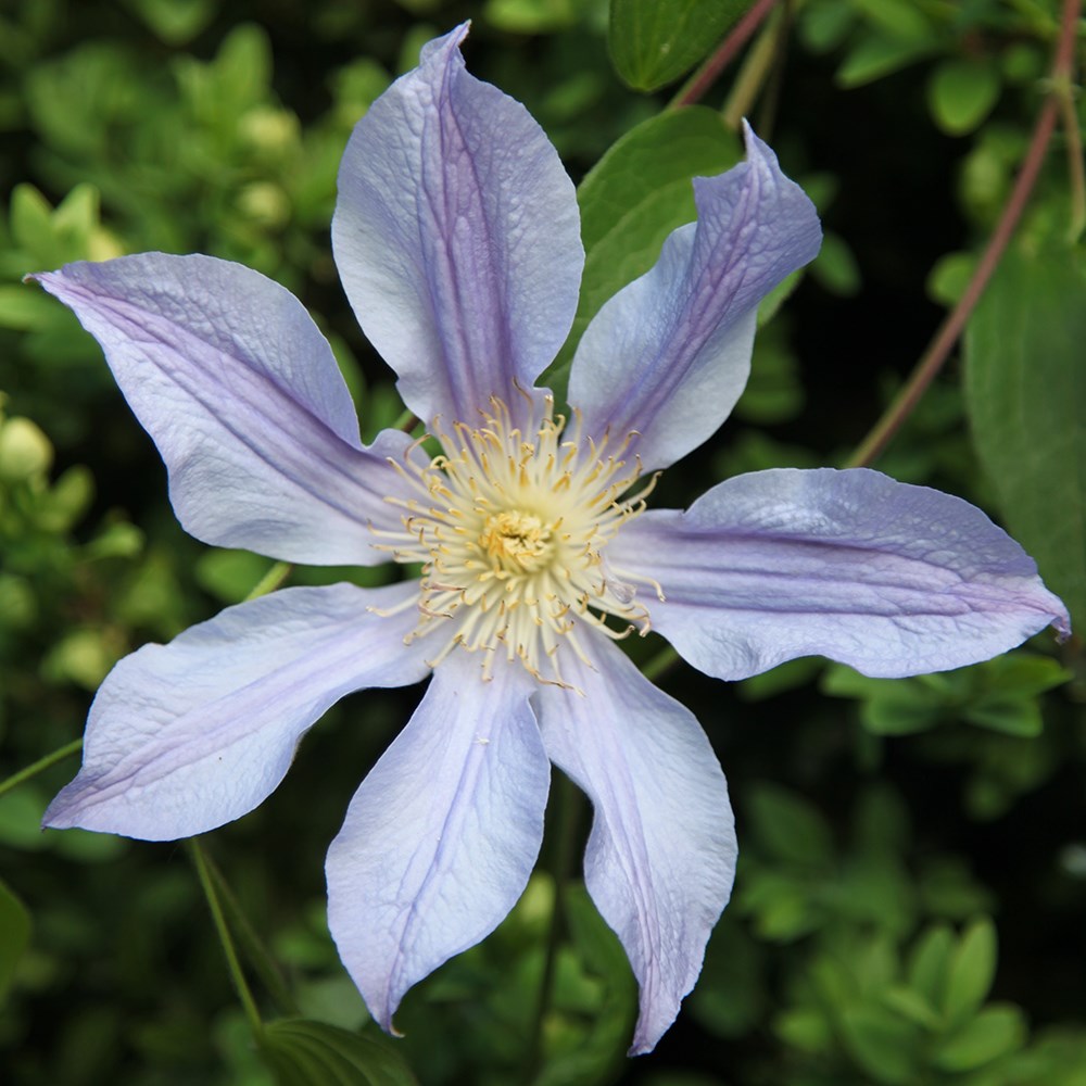 <I>Clematis</i> <b class=small-caps>Blue River</b> ('Zoblueriver') (PBR)