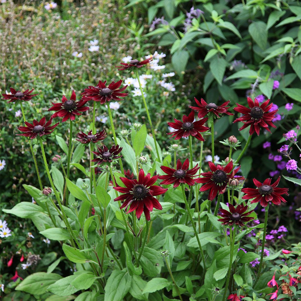 <i>Rudbeckia hirta</i> 'Cherry Brandy'
