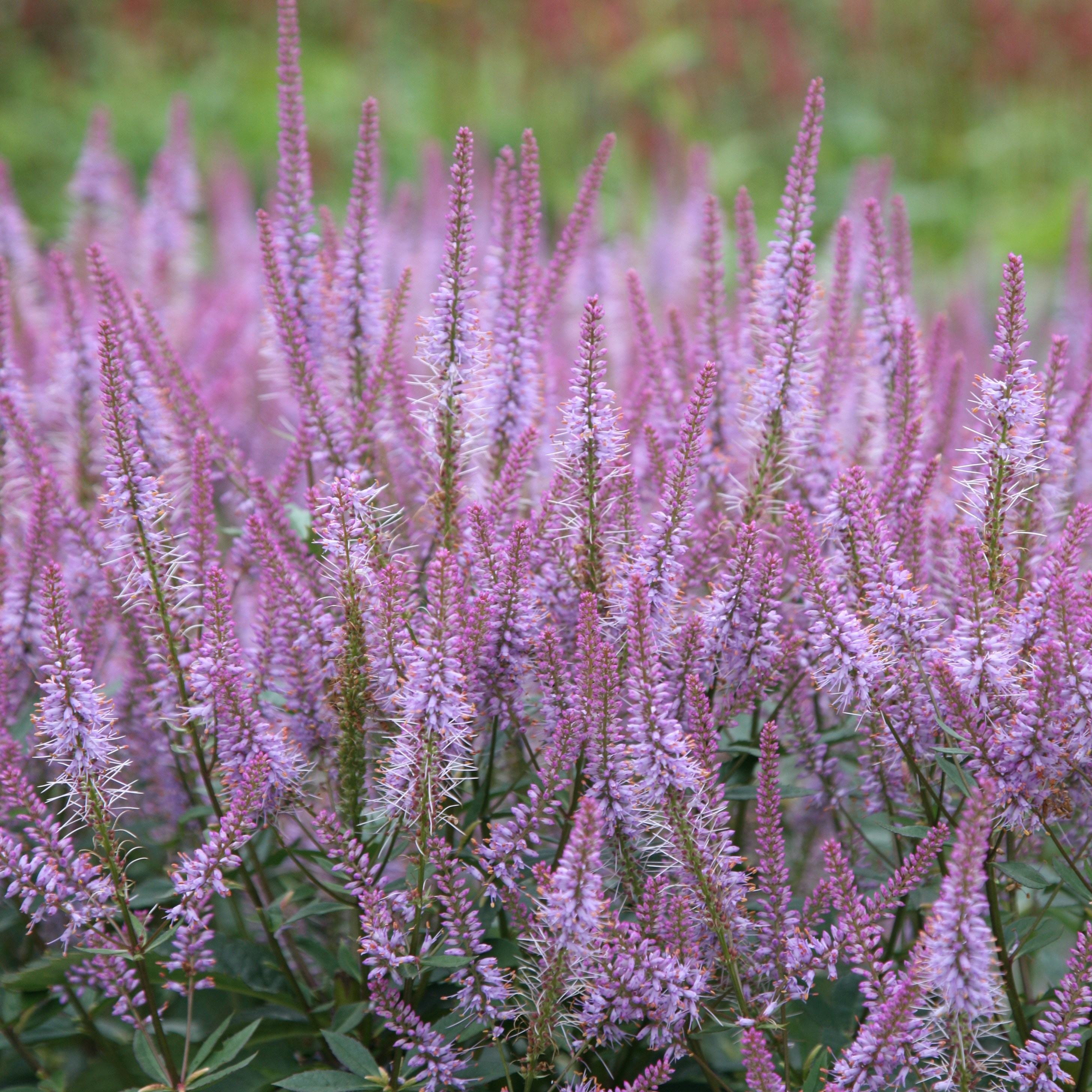 <i>Veronicastrum virginicum</i> 'Adoration'