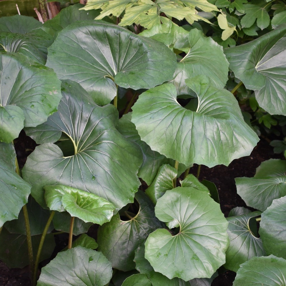 <I>Farfugium japonicum</i> var. <i>giganteum</i>