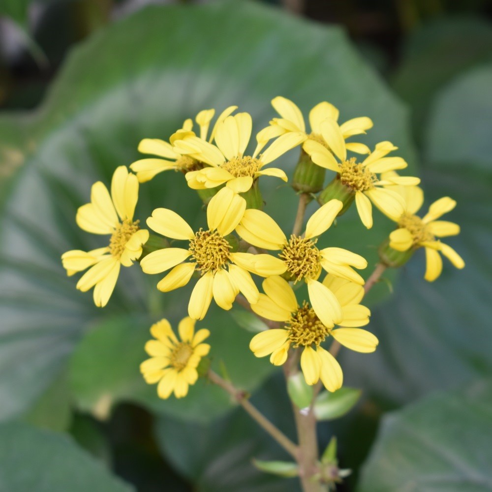 <I>Farfugium japonicum</i> var. <i>giganteum</i>