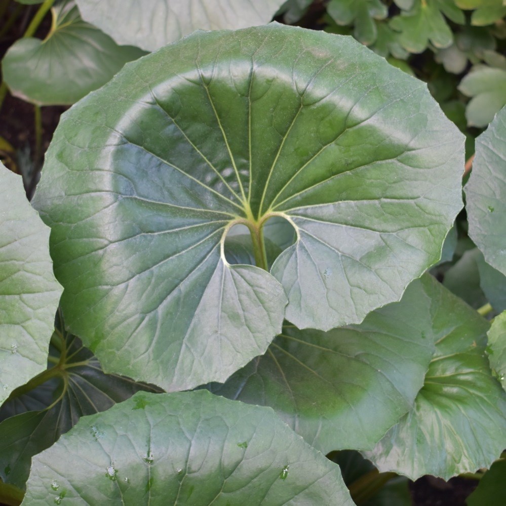 <I>Farfugium japonicum</i> var. <i>giganteum</i>