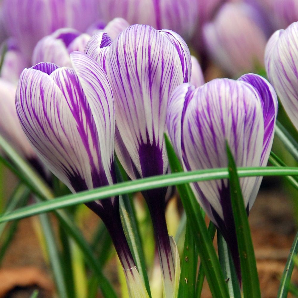 <i>Crocus</i> 'Pickwick'