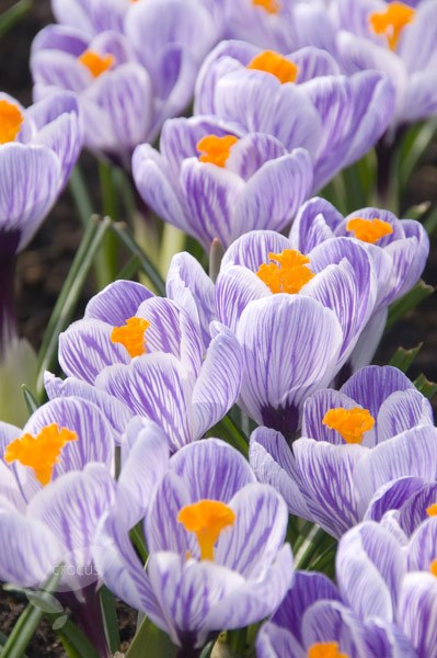 <i>Crocus</i> 'Pickwick'