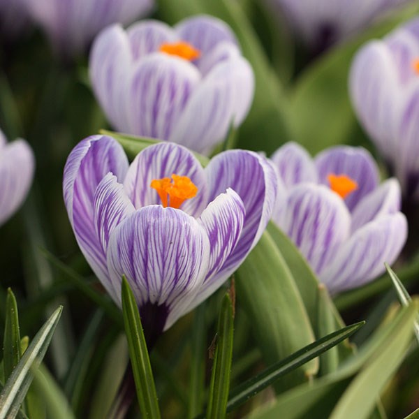 <i>Crocus</i> 'Pickwick'