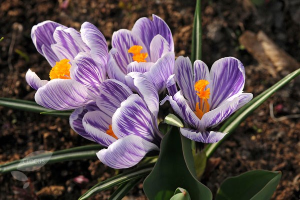 <i>Crocus</i> 'Pickwick'