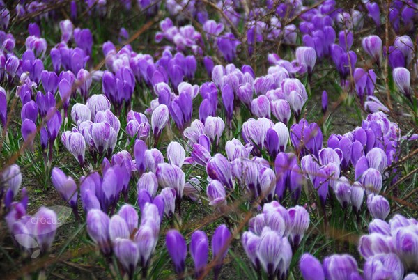 <i>Crocus</i> 'Pickwick'
