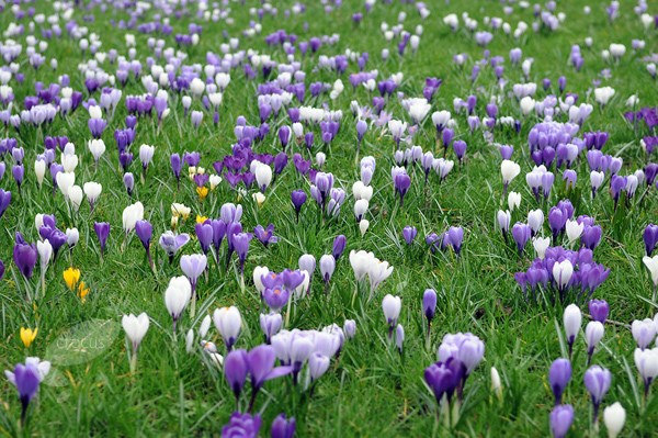 <i>Crocus</i> 'Pickwick'