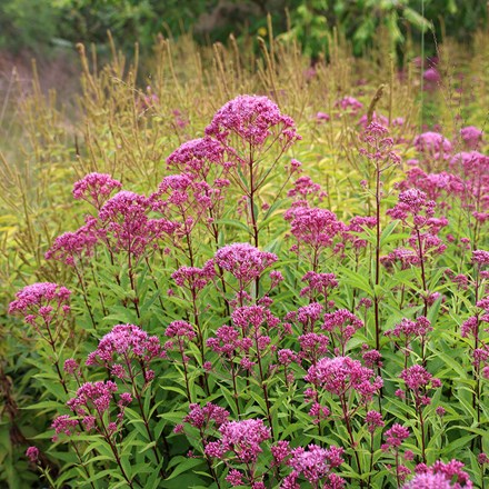 <I>Eutrochium maculatum</i> (Atropurpureum Group) 'Purple Bush'