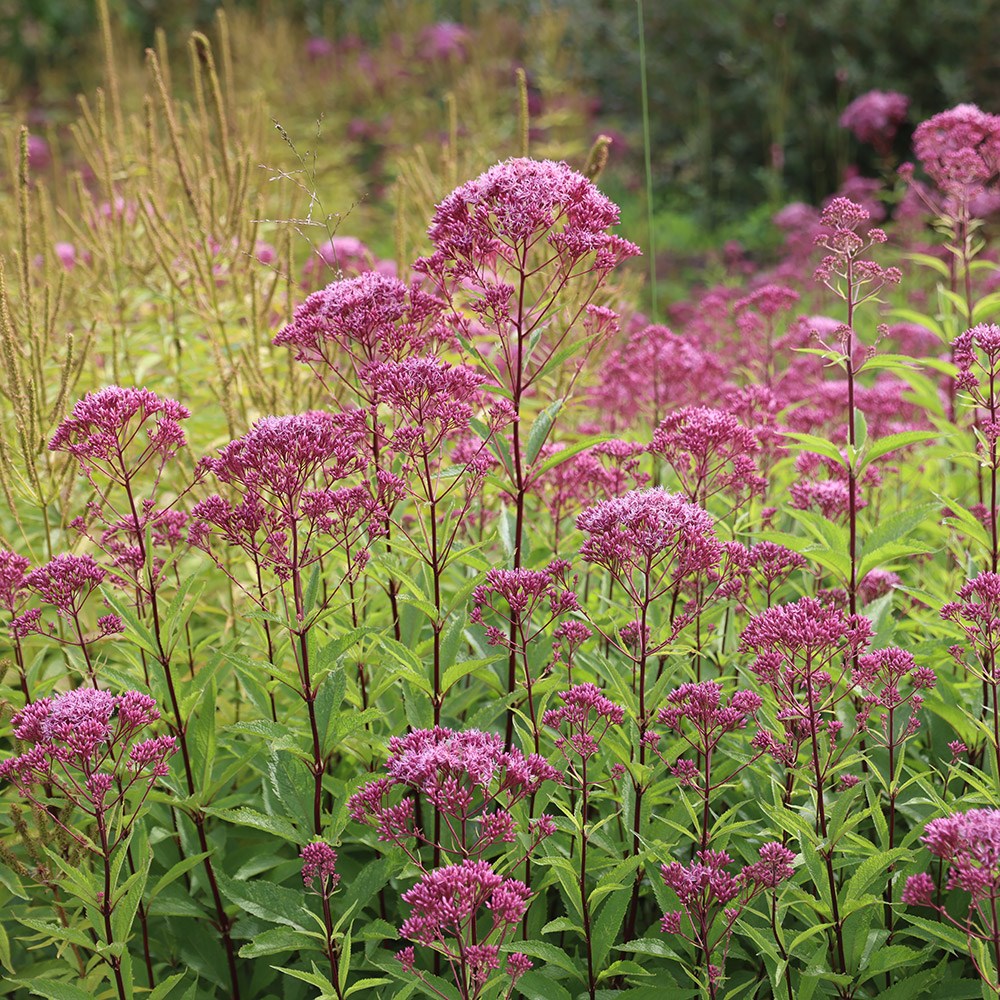 <I>Eutrochium maculatum</i> (Atropurpureum Group) 'Purple Bush'