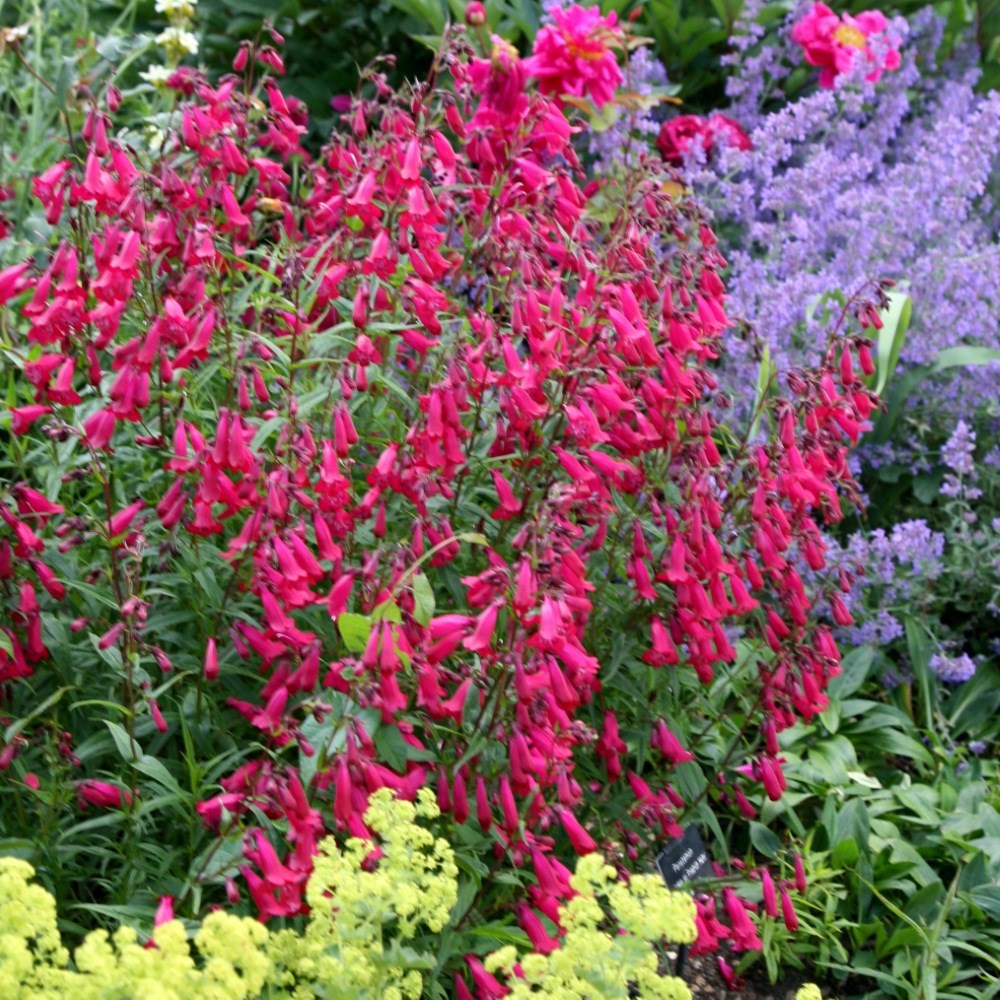 <i>Penstemon</i> 'Andenken an Friedrich Hahn'