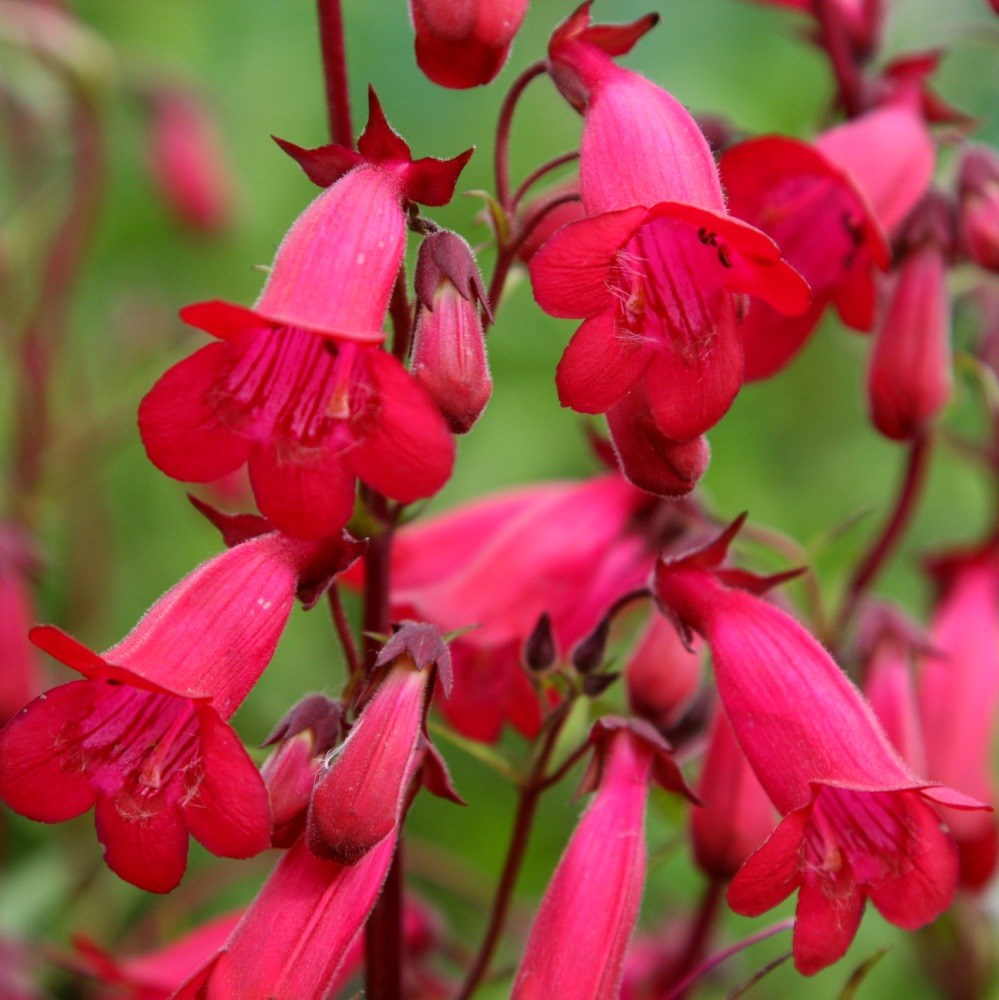 <i>Penstemon</i> 'Andenken an Friedrich Hahn'