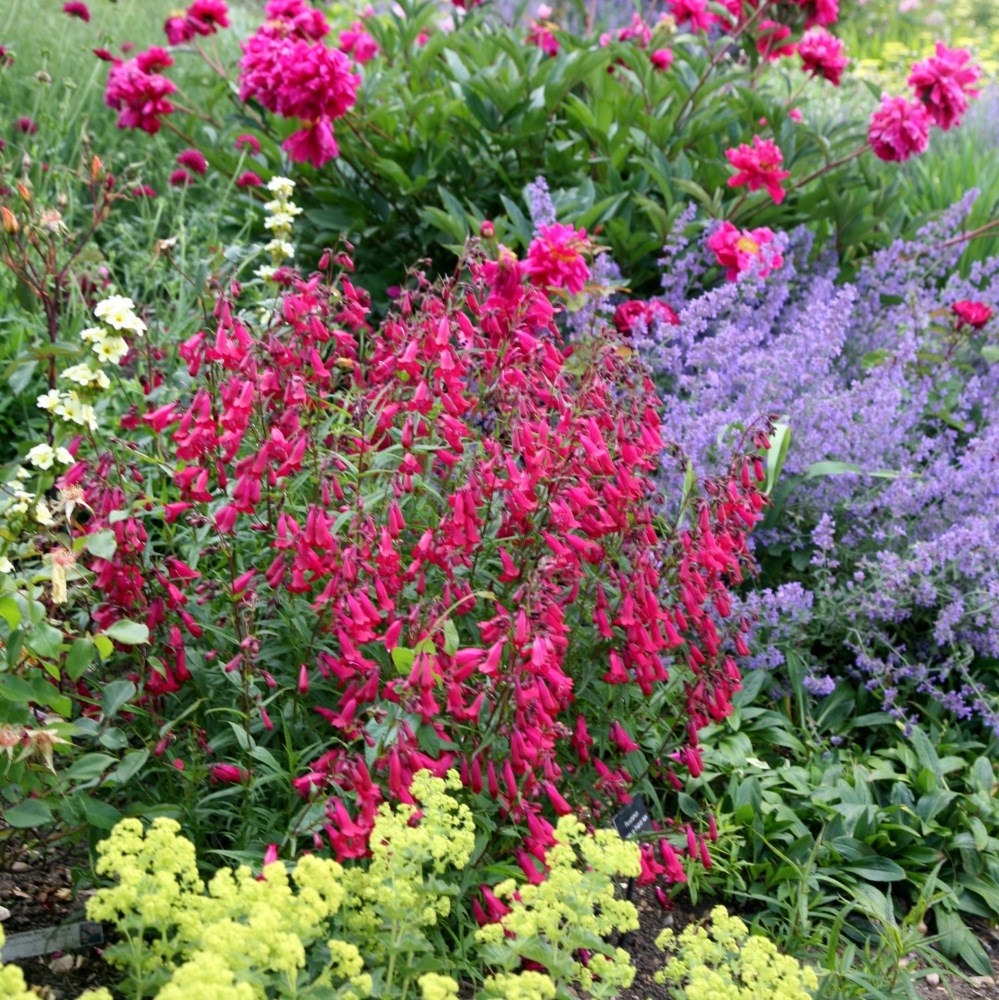<i>Penstemon</i> 'Andenken an Friedrich Hahn'