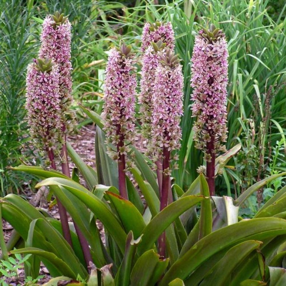 <i>Eucomis comosa</i> 'Sparkling Burgundy'