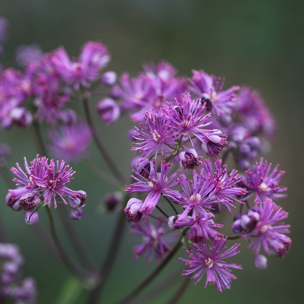 <i>Thalictrum</i> 'Elin'